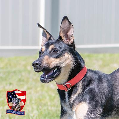 AHEPA Service Dog for Warrior Training Program Resumes
